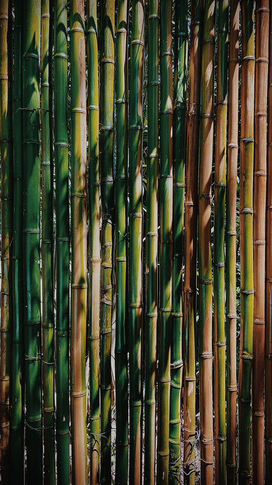 🎍 It’s all about bamboo! 🎍